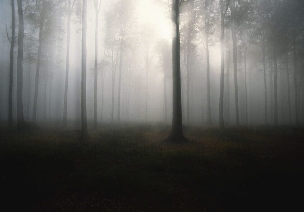 A blurry photo of trees in the fog.